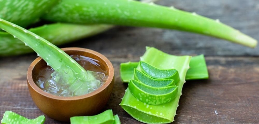 aloevera-farzanehjazayeri-news-min